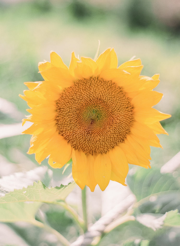 A lone sunflower at the Queens County Farm photographed by You Look Lovely Photography